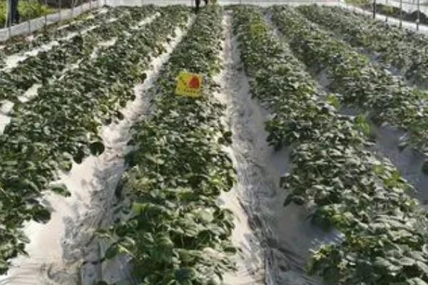 温室草莓定植前后怎么防治病虫害，起苗前要喷洒杀菌剂、定植后要针对性喷洒杀虫剂