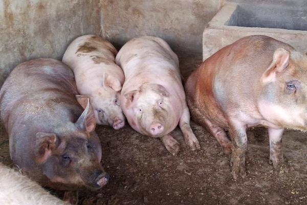 土杂母猪与陆川母猪要养多久才能配种，前者需要8个月左右、后者需要5个月左右