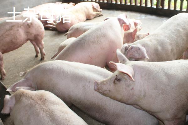 土杂母猪与陆川母猪要养多久才能配种，前者需要8个月左右、后者需要5个月左右