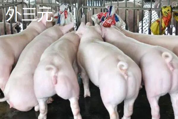 土杂母猪与陆川母猪要养多久才能配种，前者需要8个月左右、后者需要5个月左右