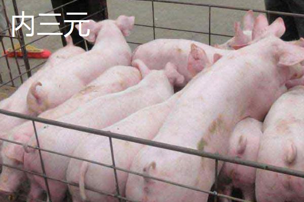 土杂母猪与陆川母猪要养多久才能配种，前者需要8个月左右、后者需要5个月左右