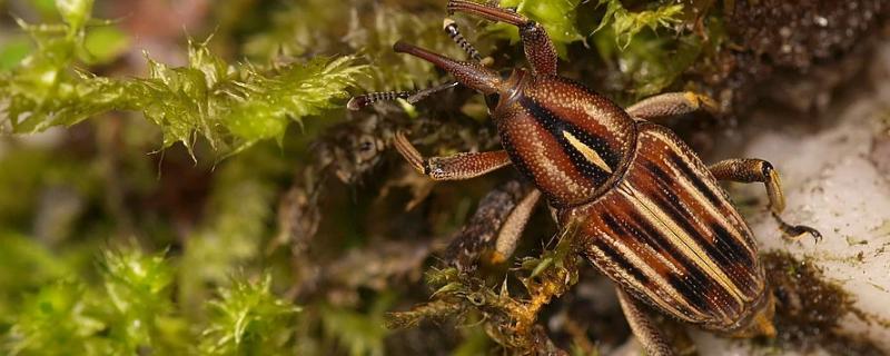 棕榈象鼻虫有毒吗