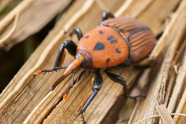 棕榈象鼻虫有毒吗，是无毒的