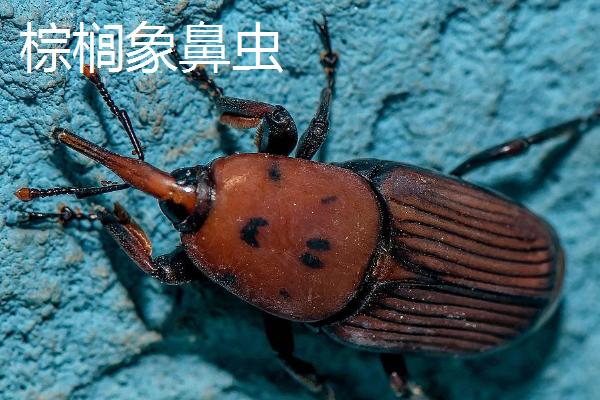 棕榈象鼻虫有毒吗，是无毒的