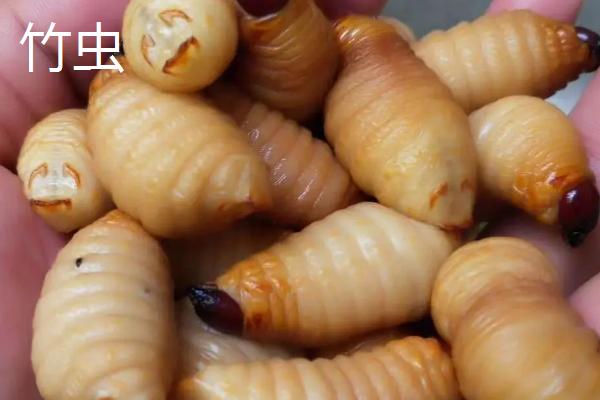 棕榈象鼻虫有毒吗，是无毒的