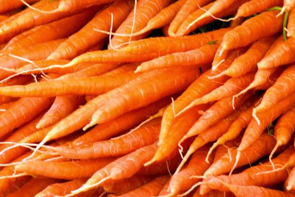 胡萝卜的产量，通常为4500-6000公斤左右