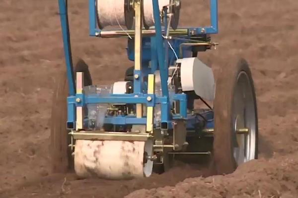 胡萝卜的产量，通常为4500-6000公斤左右