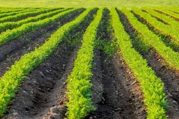 胡萝卜的产量，通常为4500-6000公斤左右