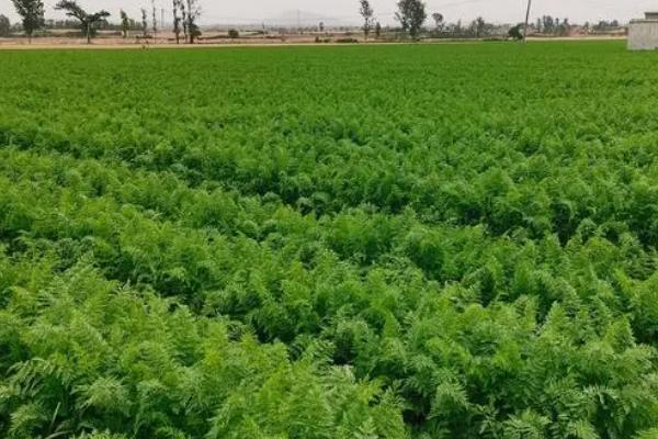 胡萝卜的产量，通常为4500-6000公斤左右