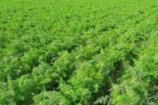 胡萝卜的产量，通常为4500-6000公斤左右