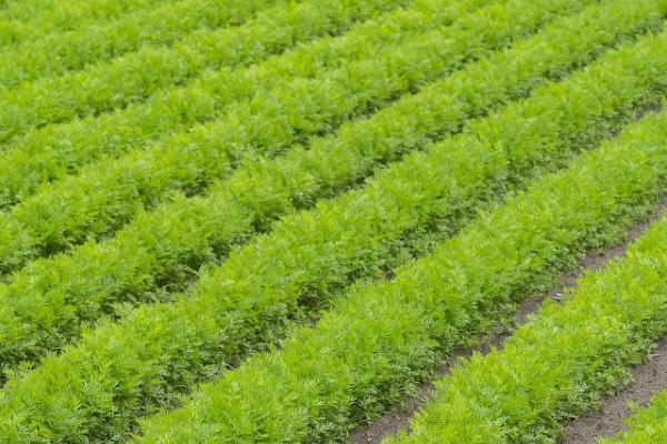 胡萝卜的产量，通常为4500-6000公斤左右