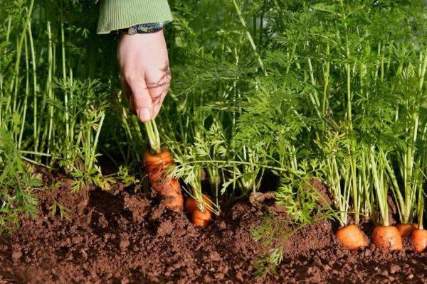 胡萝卜的产量，通常为4500-6000公斤左右