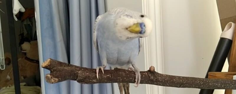 鹦鹉歪头看人的原因
