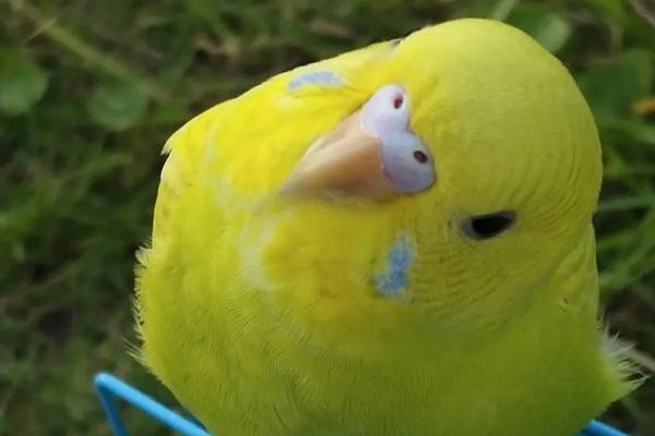 鹦鹉歪头看人的原因，属于本能使然