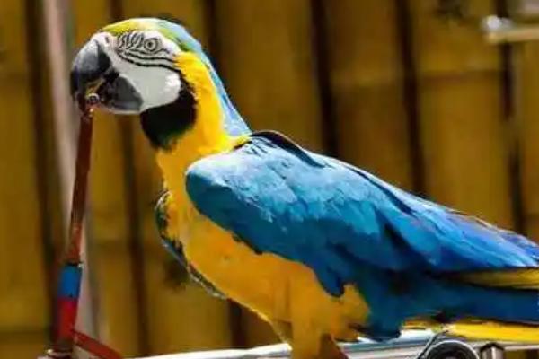 鹦鹉歪头看人的原因，属于本能使然