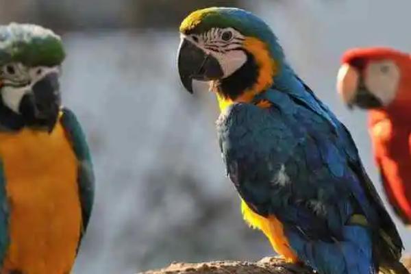 鹦鹉歪头看人的原因，属于本能使然