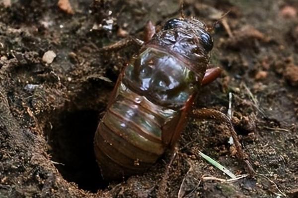 养殖的金蝉和野生的有什么区别，外观、食性、价格均不同