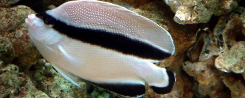 蒙面神仙鱼好不好养