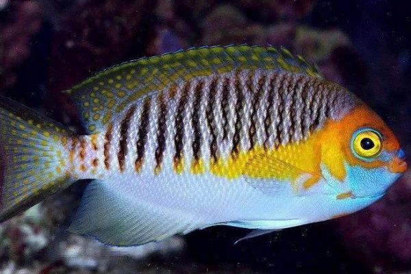 蒙面神仙鱼好不好养，饲养难度大不建议新手尝试