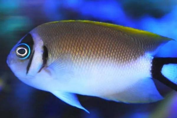 蒙面神仙鱼好不好养，饲养难度大不建议新手尝试