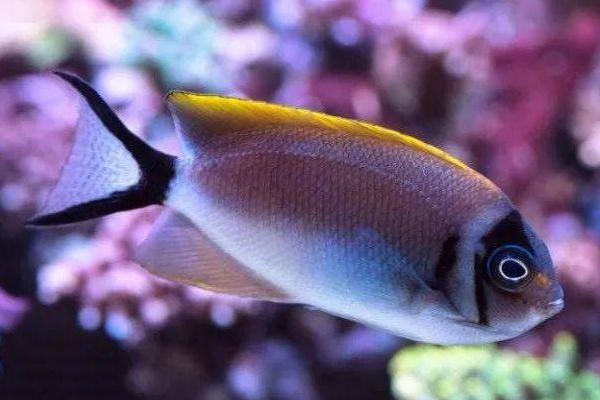 蒙面神仙鱼好不好养，饲养难度大不建议新手尝试