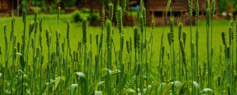 金粒719小麦品种简介