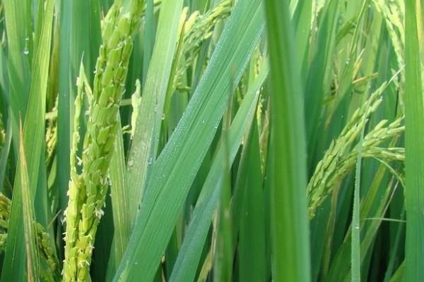 华麦20小麦品种简介，与对照品种周麦18熟期相当