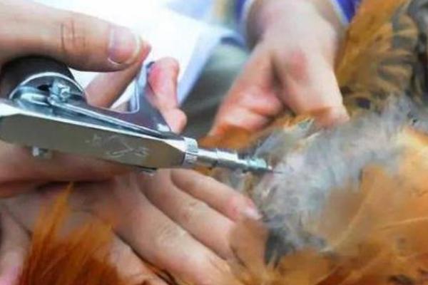 鸡痘苗怎么打，根据鸡痘疫苗调整注射方式