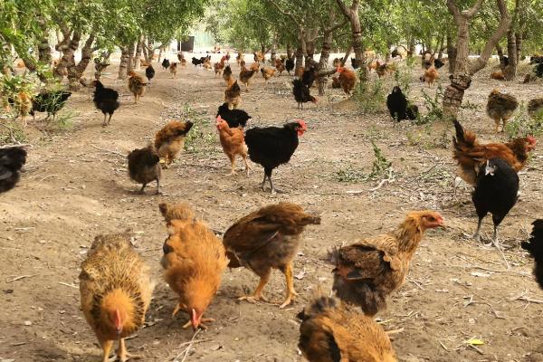 鸡痘苗怎么打，根据鸡痘疫苗调整注射方式