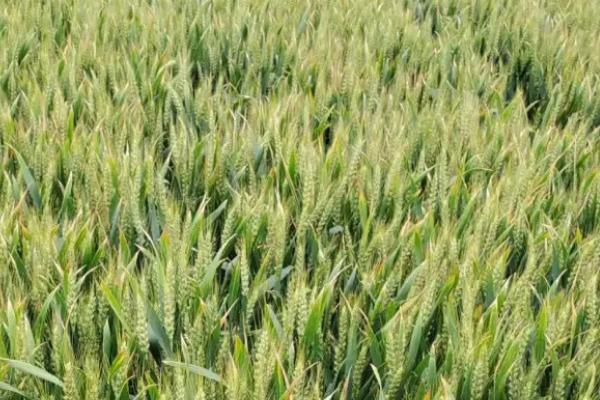 新植6号小麦种子介绍，比对照品种周麦18熟期稍早