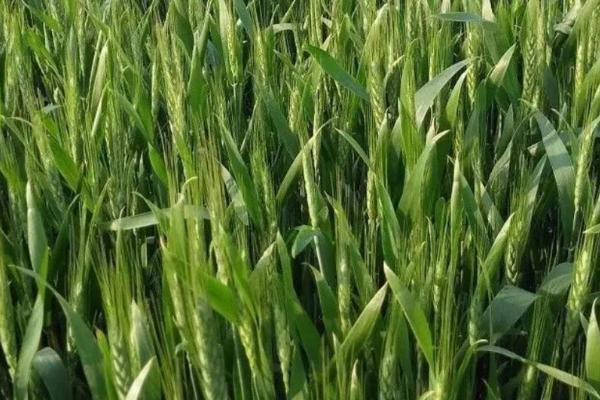 中麦698小麦品种简介，比对照品种周麦18熟期稍早