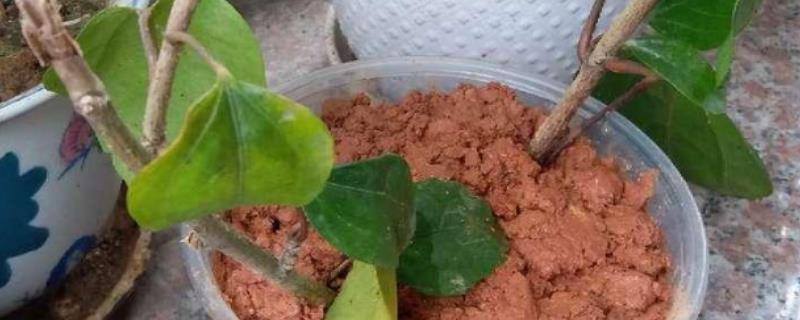 扶桑花的繁殖方法