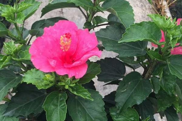 扶桑花的繁殖方法，可扦插也可嫁接