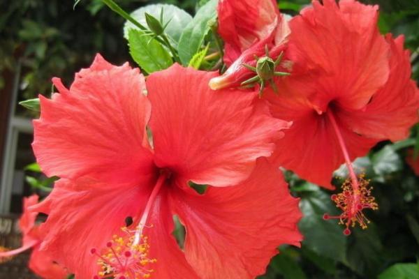 扶桑花的繁殖方法，可扦插也可嫁接