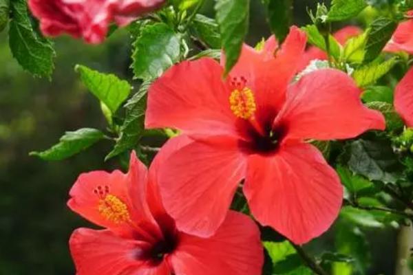 扶桑花的繁殖方法，可扦插也可嫁接