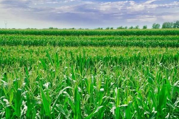 润糯175玉米品种的特性，在起垄或播种时施足底肥