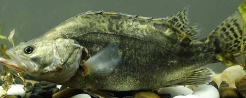 鳜鱼和桂鱼是同一种鱼吗