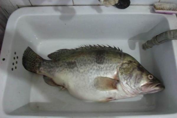 鳜鱼和桂鱼是同一种鱼吗，是同一种鱼只是称呼不同而已