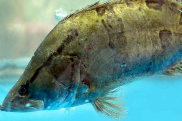 鳜鱼和桂鱼是同一种鱼吗，是同一种鱼只是称呼不同而已