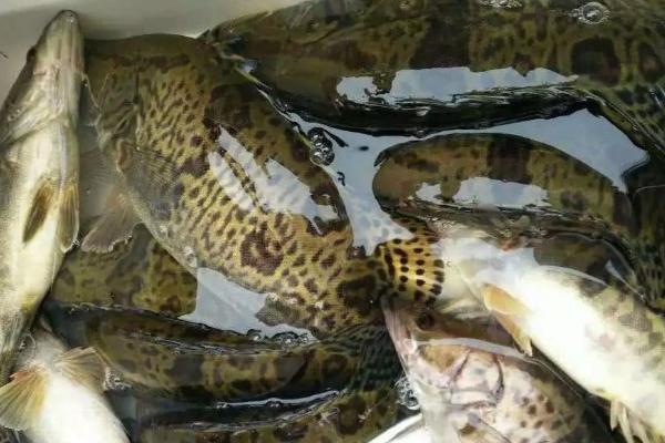 鳜鱼和桂鱼是同一种鱼吗，是同一种鱼只是称呼不同而已