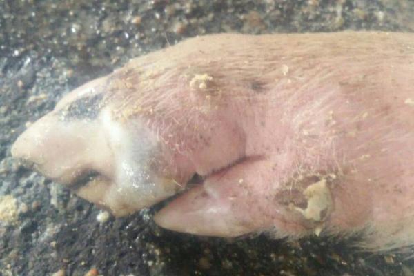 猪口蹄疫表现症状，病猪体温升高、蹄部肿胀、出现跛行现象