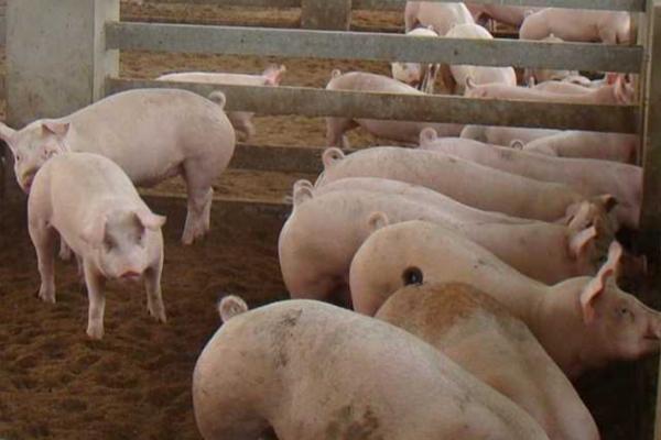 猪口蹄疫表现症状，病猪体温升高、蹄部肿胀、出现跛行现象