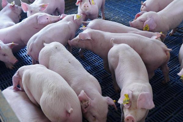 猪口蹄疫表现症状，病猪体温升高、蹄部肿胀、出现跛行现象