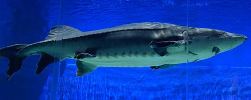 中华鲟是淡水鱼还是海水鱼