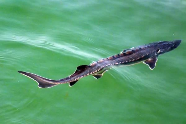 中华鲟是淡水鱼还是海水鱼，是淡水鱼但可以在海水中生活