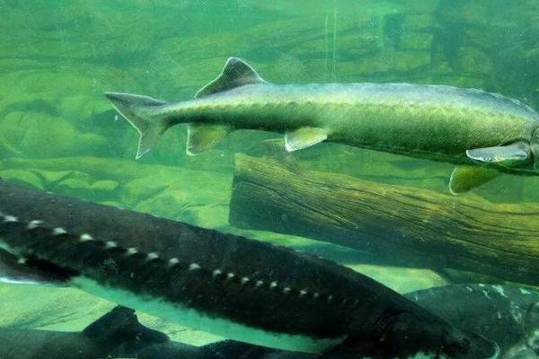 中华鲟是淡水鱼还是海水鱼，是淡水鱼但可以在海水中生活