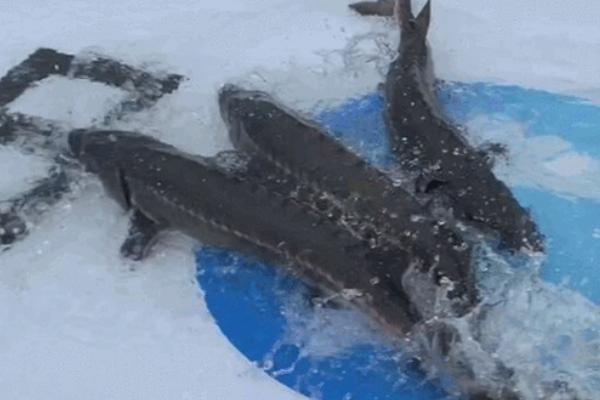 中华鲟是淡水鱼还是海水鱼，是淡水鱼但可以在海水中生活