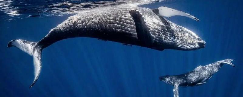 鲸鱼是用什么进行呼吸的