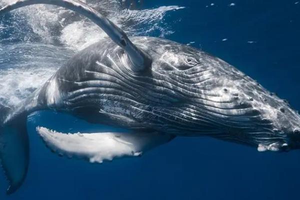 鲸鱼是用什么进行呼吸的，是用肺来呼吸的