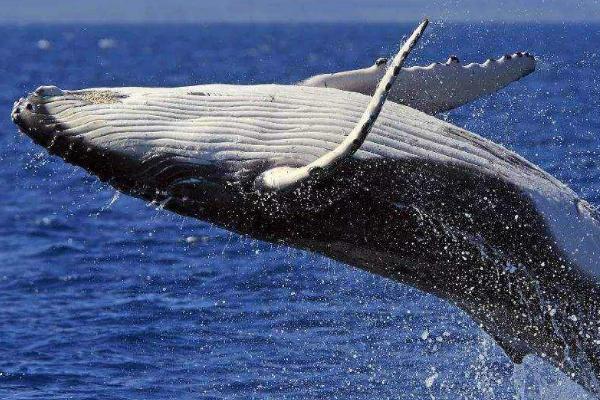 鲸鱼是用什么进行呼吸的，是用肺来呼吸的